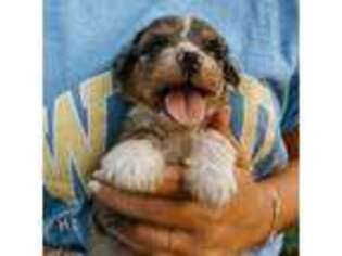 Mutt Puppy for sale in Myakka City, FL, USA