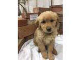 Golden Retriever Puppy for sale in Mount Sterling, IL, USA