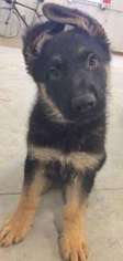 German Shepherd Dog Puppy for sale in Bloomington, IL, USA