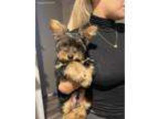 Yorkshire Terrier Puppy for sale in Kearny, NJ, USA