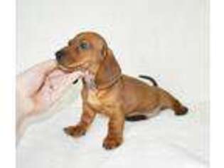 Dachshund Puppy for sale in Roseville, CA, USA