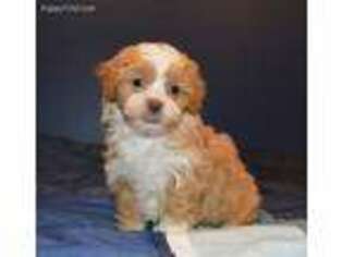 Shih-Poo Puppy for sale in Celina, OH, USA