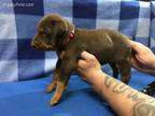 Doberman Pinscher Puppy for sale in Lake Elsinore, CA, USA