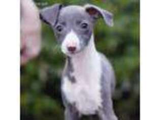 Italian Greyhound Puppy for sale in Atlanta, GA, USA