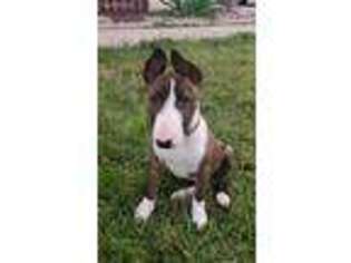 Bull Terrier Puppy for sale in Rapid City, SD, USA