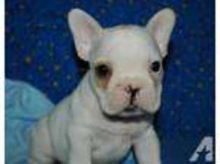 French Bulldog Puppy for sale in HAMMOND, LA, USA