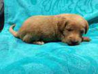 Labradoodle Puppy for sale in Sherwood, MI, USA