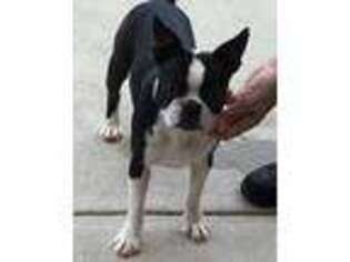Boston Terrier Puppy for sale in Crosby, TX, USA