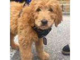 Goldendoodle Puppy for sale in New Rochelle, NY, USA