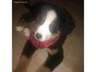Bernese Mountain Dog Puppy for sale in Red Oak, TX, USA