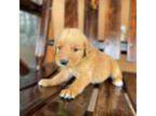 Golden Retriever Puppy for sale in Naples, FL, USA
