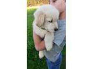 Golden Retriever Puppy for sale in Atwater, CA, USA