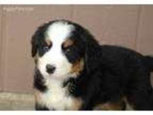 Bernese Mountain Dog Puppy for sale in Spencerville, IN, USA
