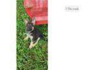 German Shepherd Dog Puppy for sale in Chattanooga, TN, USA
