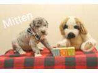 Great Dane Puppy for sale in Tioga, PA, USA