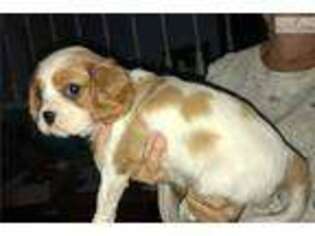 Cavalier King Charles Spaniel Puppy for sale in San Antonio, TX, USA