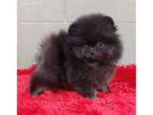 Pomeranian Puppy for sale in San Luis Obispo, CA, USA