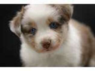 Australian Shepherd Puppy for sale in Brooklyn, MI, USA