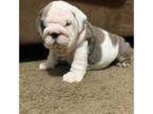 Bulldog Puppy for sale in Canton, OH, USA