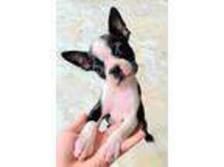 Boston Terrier Puppy for sale in Carbondale, IL, USA