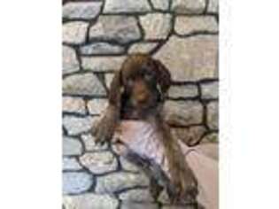 Medium Photo #1 German Shorthaired Pointer Puppy For Sale in Algonac, MI, USA