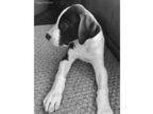 Great Dane Puppy for sale in Whitewright, TX, USA