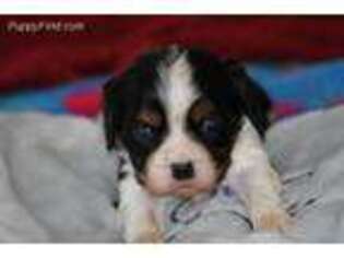 Cavalier King Charles Spaniel Puppy for sale in Winona, MN, USA