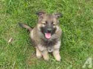 German Shepherd Dog Puppy for sale in EAST GRAND FORKS, MN, USA