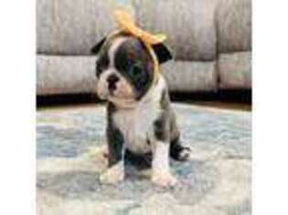 Boston Terrier Puppy for sale in Foxworth, MS, USA