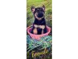 German Shepherd Dog Puppy for sale in Raymore, MO, USA