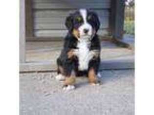 Bernese Mountain Dog Puppy for sale in Seymour, MO, USA