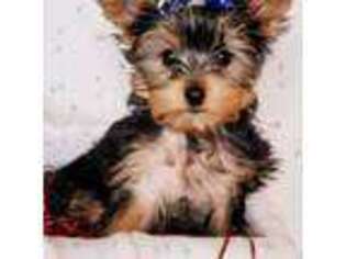 Yorkshire Terrier Puppy for sale in Brooklyn, NY, USA