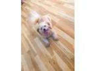 Mutt Puppy for sale in Amityville, NY, USA