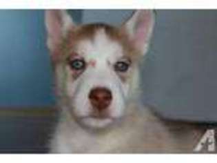 Siberian Husky Puppy for sale in MILACA, MN, USA