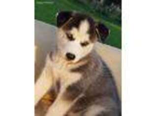 Siberian Husky Puppy for sale in Flora, IL, USA