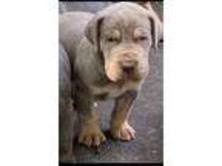 Puppyfinder Com Great Dane Puppies Puppies For Sale Near Me In South Carolina Usa Page 1 Displays 10