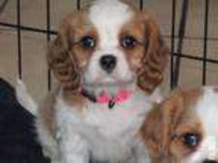 Cavalier King Charles Spaniel Puppy for sale in HAMLIN, NY, USA