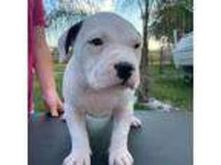 American Bulldog Puppy for sale in Mascotte, FL, USA