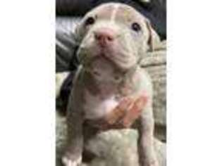 American Staffordshire Terrier Puppy for sale in Huntington Beach, CA, USA