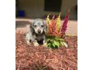 Dachshund Puppy for sale in Dandridge, TN, USA