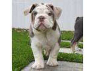 Bulldog Puppy for sale in Vernal, UT, USA