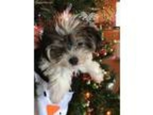 Yorkshire Terrier Puppy for sale in Corsica, SD, USA