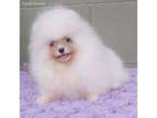 Pomeranian Puppy for sale in San Luis Obispo, CA, USA