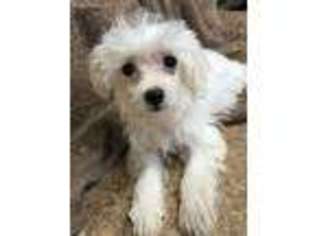 Maltese Puppy for sale in Avery, TX, USA