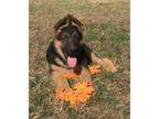 German Shepherd Dog Puppy for sale in FRANKLINTON, NC, USA