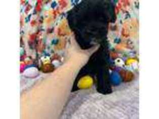 Schnoodle (Standard) Puppy for sale in Pasadena, MD, USA