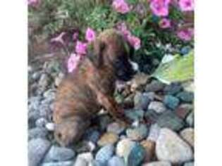 Boxer Puppy for sale in Grabill, IN, USA