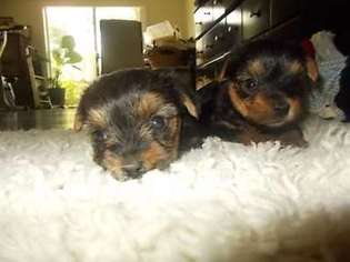 Yorkshire Terrier Puppy for sale in Columbia, SC, USA
