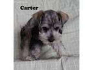 Mutt Puppy for sale in Amsterdam, MO, USA