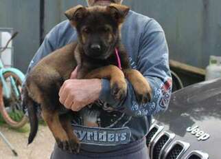 German Shepherd Dog Puppy for sale in Jennings, LA, USA